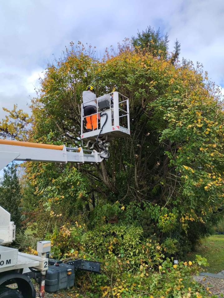 Travaux d'élagage Osthouse