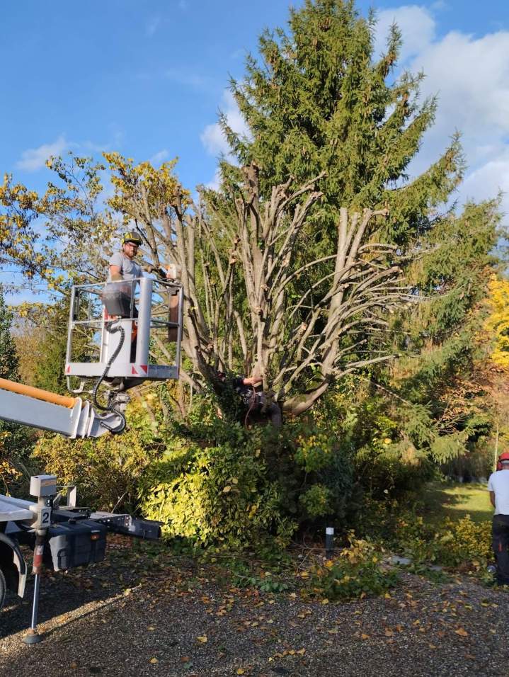 Travaux d'abattage Osthouse