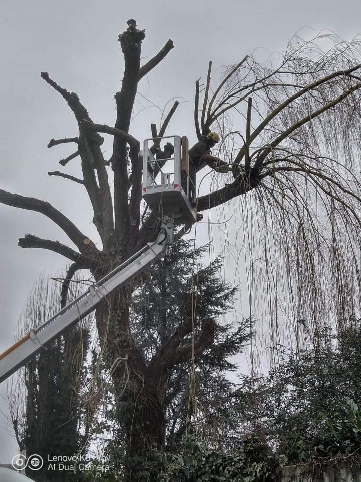 Travaux d'élagage Grand Est