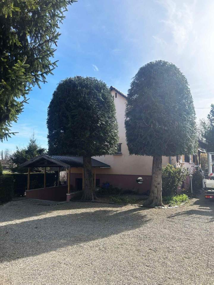 Taille d'arbres Grand Est