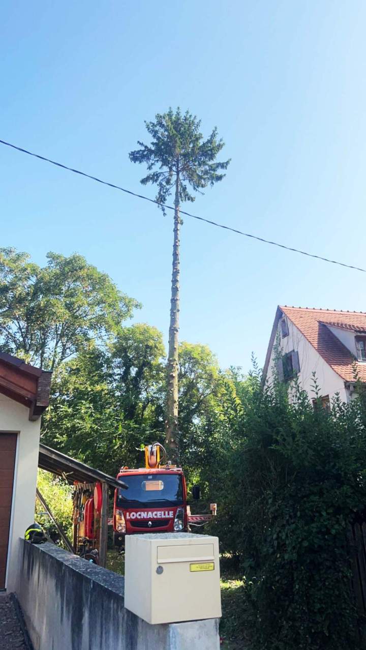 Élagage d'arbre Grand Est