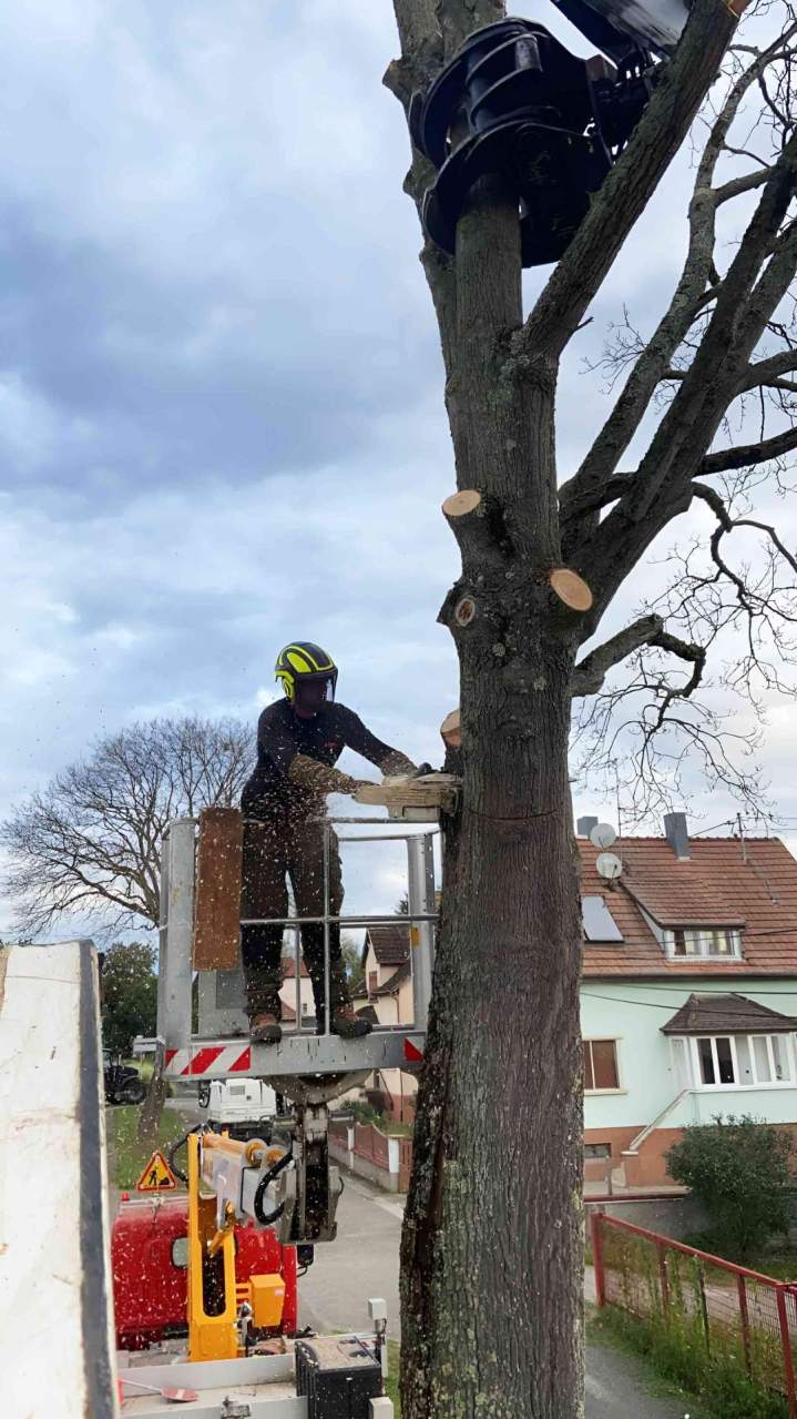 Travaux d'abattage d'arbre Osthouse