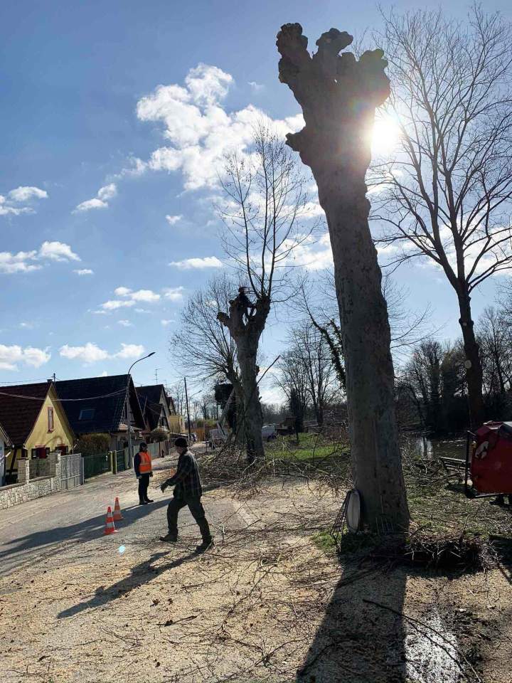 Abattage d'arbres Grand Est