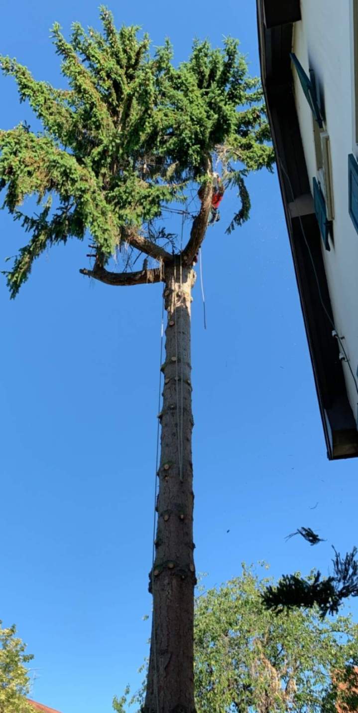 Travaux d'élagage Grand Est