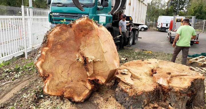 Enlèvement souche d'arbre Grand Est
