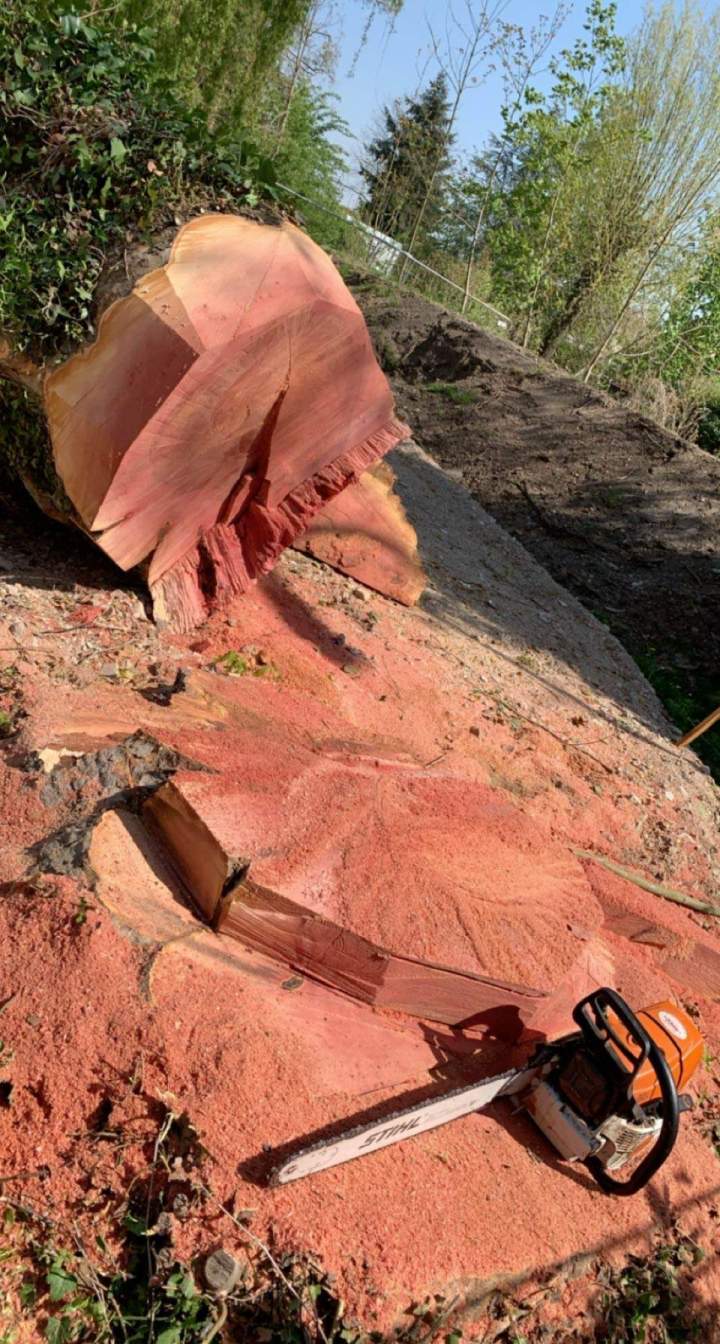 Abattage d'arbre Grand Est