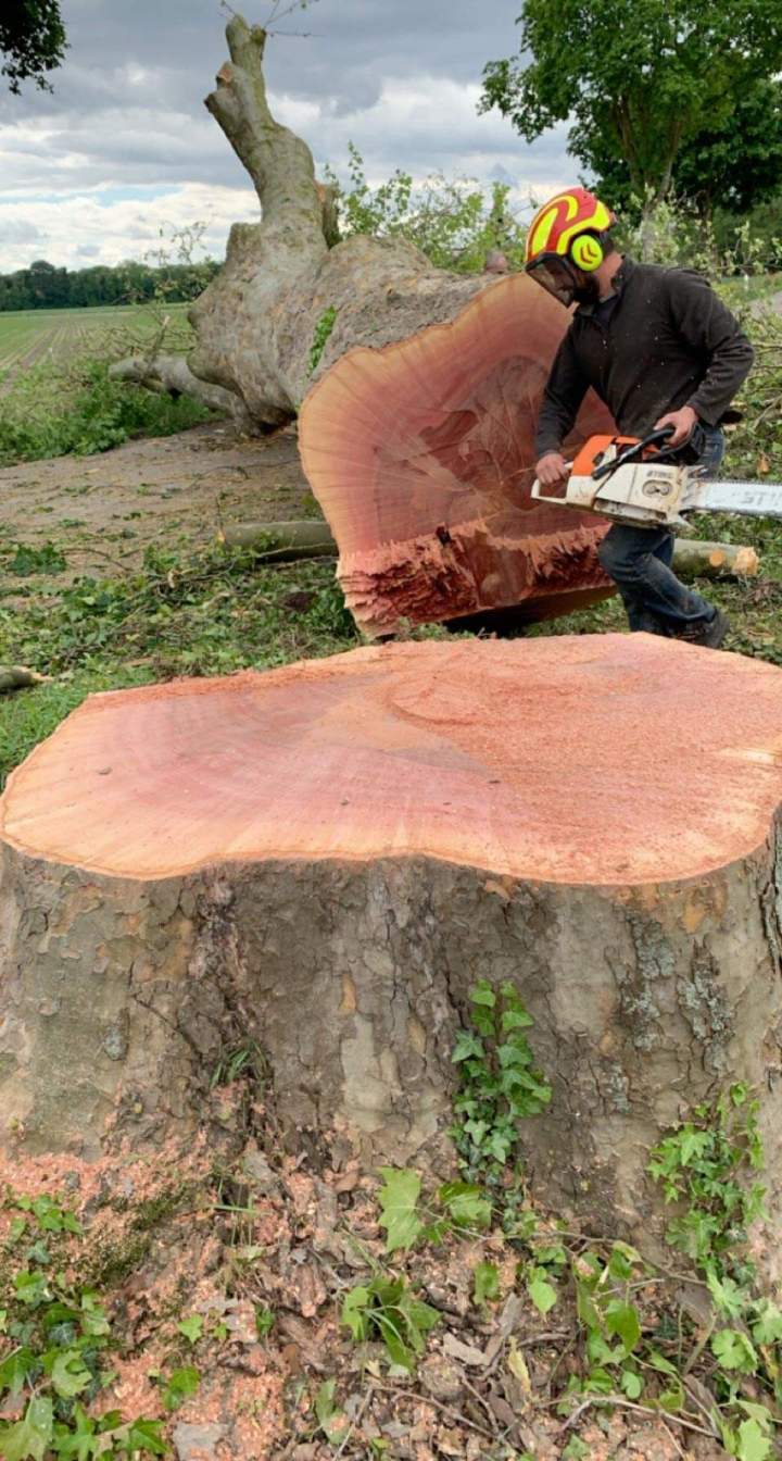 Travaux d'abattage Grand Est